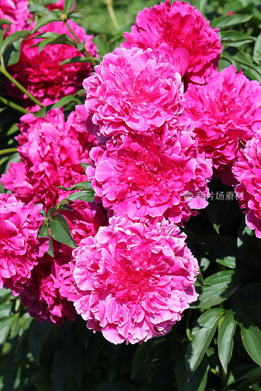 芍药的粉红色重瓣花(品种Tomas S. Ware)。花园里开花的牡丹